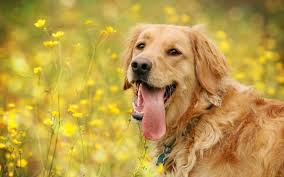 Maybe you would like to learn more about one of these? 45 Cute Dog Wallpapers Wallpaperboat