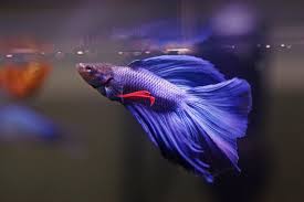 Betta At Feeding Time By Magicia On Deviantart Betta Fish Tank Betta Betta Fish