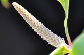 Image result for Faurea saligna