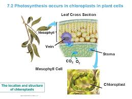 Check spelling or type a new query. Chapter 7 Photosynthesis Using Light To Make Food