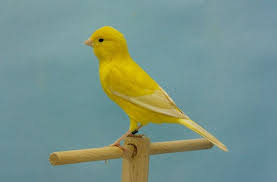 Blog Aviario Abellan Page 4 Canario Ave Canarios Aviario