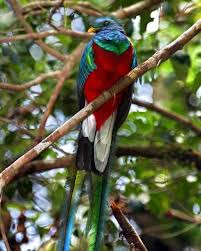 Climate Change And Costa Rica S Treasured Monteverde Costa Rica Tour Costa Rica Happy Earth