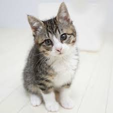 白 キジトラ 猫