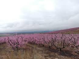 Les millors rutes de Senderisme a Torres de Segre, Catalunya (Espanya)