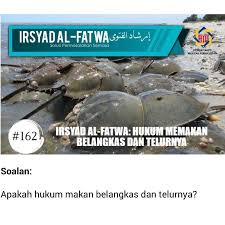 Pernah makan belangkas?tak kenal ape itu belangkas?jom tengok aku cari belangkas. Telur Belangkas Ready To Eat Sambal Tumis Telur Belangkas Kari Thai Telur Belangkas Shopee Malaysia