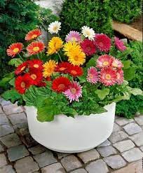 Biophilic Sustainable Interior Design 8 Best Plants And Flowers Against Indoor Air Pollution Dfordesign Planting Flowers Plants Gerbera Plant