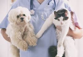 Kedi Ve Kopeklerde Pika Sendromu Evcil Hayvan Pets Pets And Animals Dogs Cats Love Hayvan Bakim Kedi Kopek Evcilhayvan Pethayvan Hayvanbakim In 2020