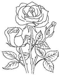 Imagenes De Rosas Para Dibujar Dibujo De Rosa Rosas Dibujo De Rosas