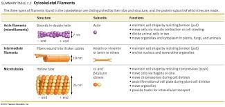Cytoskeleton Cells Biology Notes Teaching Science Biology