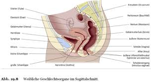 Weibliche geschlechtsorgane (pdf, 149 kb) arbeitsblätter: Aufbau Und Funktion Des Urogenitalsystems Lage Und Aufbau Der Geschlechtsorgane Bei Der Frau Karteikarten Quizlet