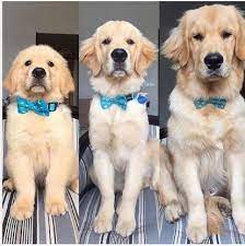 Pin By Blair W On Golden Retrievers Cute Dogs Cute Animal Photos Cute Animals