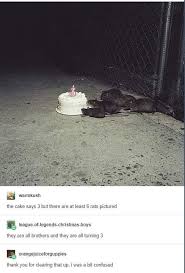 Its Master Splinters Brothers Hilarious Tumblr Funny Funny Tumblr Posts