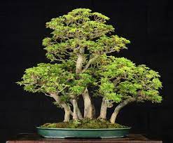 8888 unique, beautiful bonsai nfts on ethereum humbly designed to soothe and calm. 140 Ide Bonsai Pohon Bonsai Bonsai Pohon
