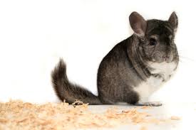 Fabacare badewannengriff einstiegshilfe badewanne, badewannenhaltegriff, badewannengeländer, griff chrom, badewanneneinstiegshilfe. Chinchillas Haustierseiten