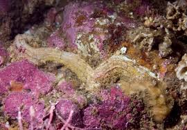 Image result for Angylocalyx vermeulenii