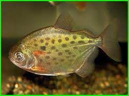 Cara Merawat Ikan Dolar Si Silver Dollar Fish Ekor9 Com Ikan