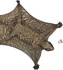 The philippine flying lemur or philippine colugo (cynocephalus volans), known locally as kagwang, is one of two species of colugo or flying lemurs. it is monotypic of its genus. Flying Lemurs Or Colugos Can T Technically Fly And Aren T Technically Lemurs Magazine Articles Wwf