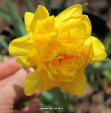 Narcissi double 'golden ducat' daffodil from adr bulbs. Double Daffodil Narcissus Golden Ducat In The Daffodils Database Garden Org