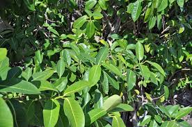 Leaves can be a determining factor when trying to identify a tree. The 5 Best Shade Trees For South Florida