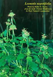 Image result for Leonotis nepetifolia