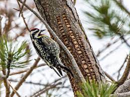 You need to back up, you ol' sapsucker. Yellow Bellied Sapsucker Ebird