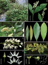 Image result for Itea rhamnoides
