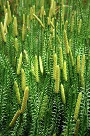 Lycopodium Annotinum Annotinum By Bjorn Svensson Plant Life Plants Patterns In Nature