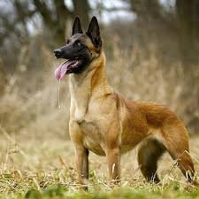 Anka Adli Kullanicinin Belcika Malinois Panosundaki Pin Malinois Belcika Malinois Kopek Turleri
