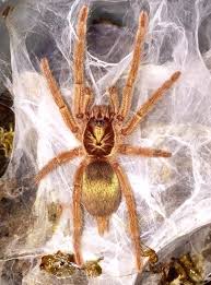We did not find results for: Neoholothele Incei Gold 1 Spiderlings Arachnoiden