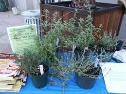Zaatar og origanum syriacum syn. Za Atar A Renowned Herb Blend And Events Inspired By It Finegardening