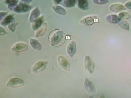 Image result for Marasmius rotula