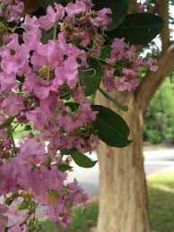 The common crapemyrtle is a deciduous, small to medium sized shrub or small tree with a variable are crepe myrtle roots invasive? Crape Myrtle Basham S Party Pink Garden Style San Antonio