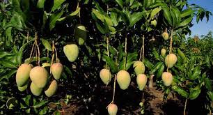 Dari beberapa nama buah yang cukup populer di indonesia, mungkin mangga adalah salah satunya. Jenis Bibit Mangga Rekomendasi