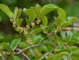 Image result for Diospyros