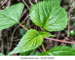 Image result for Laportea ovalifolia