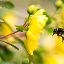 Maybe you would like to learn more about one of these? Caffeine May Help Bumblebees Pollinate More Effectively Study Shows Bees The Guardian