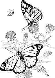Butterfly Coloring Pages 40 Purple Kitty Butterfly Outline Butterfly Coloring Page Butterfly Drawing