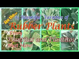 Perennial, woody shrub or tree. 13 Trending Rubber Plant Varieties With Identification And Care Tips Youtube