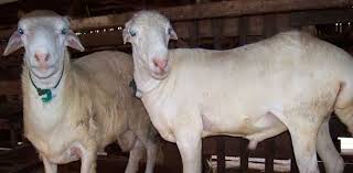 Pengajuan kegiatan ini diterima dan disahkan oleh: Kiat 30 Proposal Hewan Kurban Masuk Pemkot Ambon Berita Ambon