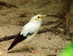 Music suara burung cendet pentet 100% free! Download Suara Burung Jalak Putih Untuk Bahan Isian Pamankicau