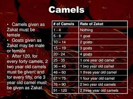 How many camels a person should have to pay zakah? ÙÙ‚Ù‡ Ø§Ù„Ø²ÙƒÙˆØ© Fiqh Of Zakat Ppt Download