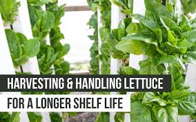 Once it pops out of the ground, pay attention to the height of the leaves. Harvesting And Handling Lettuce For A Longer Shelf Life Upstart University