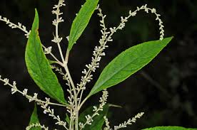 Image result for Buddleja asiatica