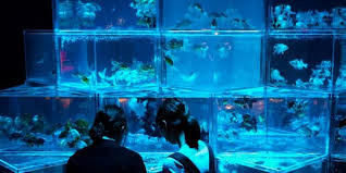 Bagi pecinta dan penghobi ikan hias aquarium tentunya ingin sekali mempunyai sebuah hiasan yang unik sekaligus keren. Cara Membuat Aquarium Ikan Hias Untuk Pemula Mudah Dipraktikkan Di Rumah Merdeka Com