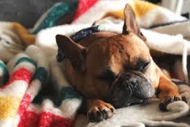 Maybe you would like to learn more about one of these? French Bulldog Breeders In Pa Reviewed Breeder Review