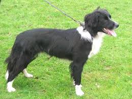 Black And White Border Collie Pointer Mix Border Collie Springer Spaniel Mix Puppies Image Search Results Puppy Images Springer Spaniel Border Collie Mix