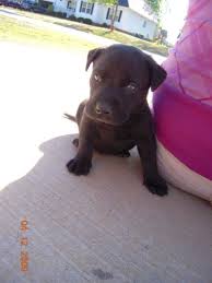 Female labrabull puppy looking for new home. Lab Pit Mix Puppy Thriftyfun