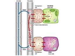 Xylem And Phloem Flashcards Quizlet