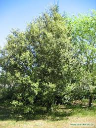 Stein Eiche Quercus Ilex Habitus Bestimmen Stein Eiche Garten Baumkunde Eiche