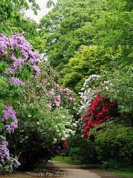 Rhododendron Walk Jardines Plantas Remedios